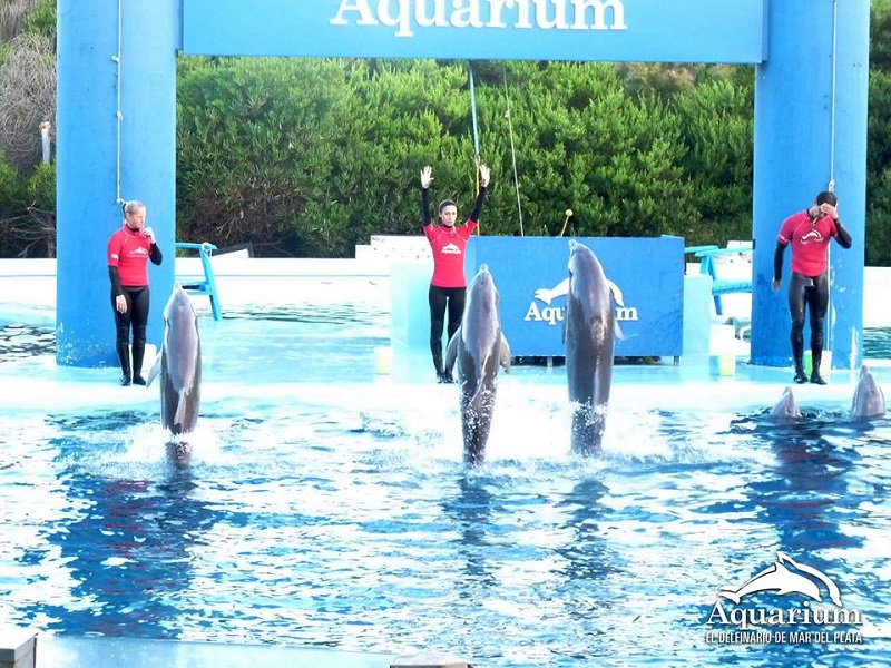 Aquarium de mar del plata - show de delfines