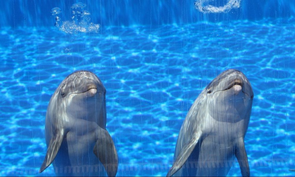 Cropped Delfines En El Aquarium 1.jpg