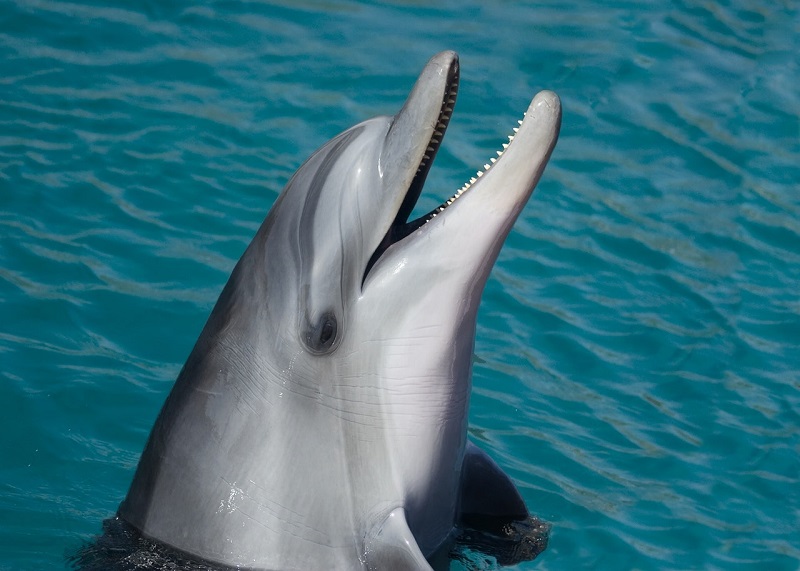 Aquarium de Mar del Plata - delfín sonriendo