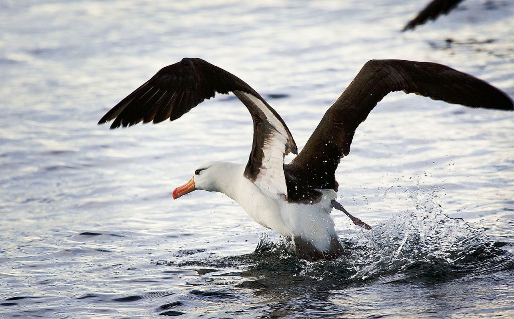 Aves Marinas - Albatros En El Mar.