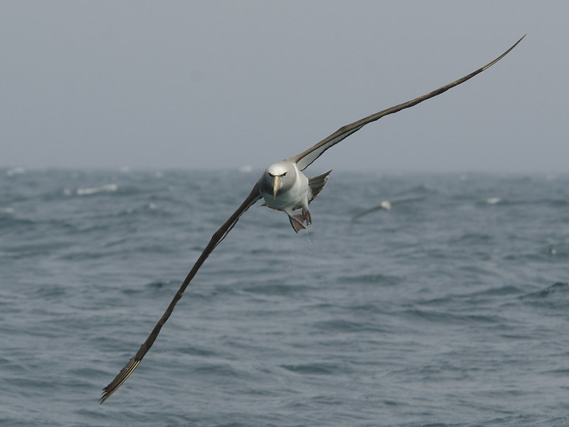 Aves Marinas - Albatros Volando.