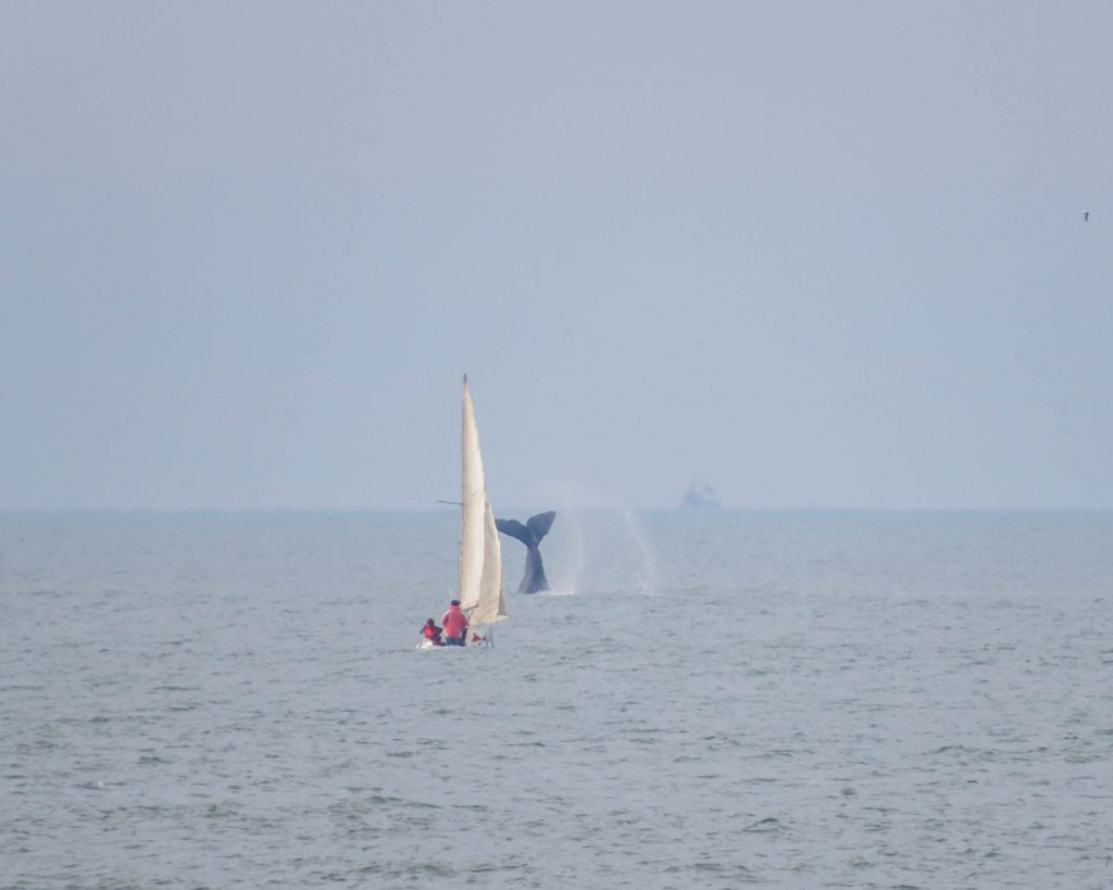 Ballenas - Costa con ballenas.