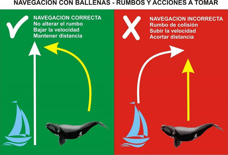 Ballena - Navegacion Con Ballenas Rumbos