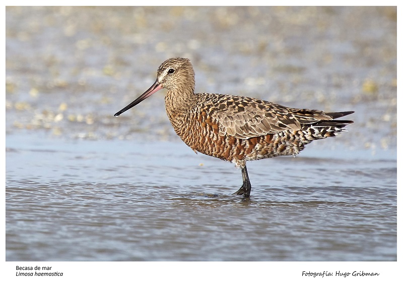 Aves - Imagen De Becasa.