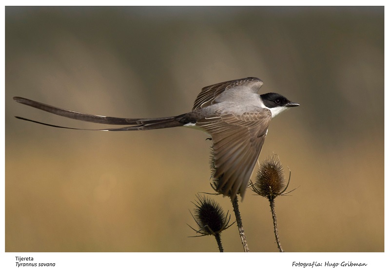 Aves - Imagen De Tijereta.