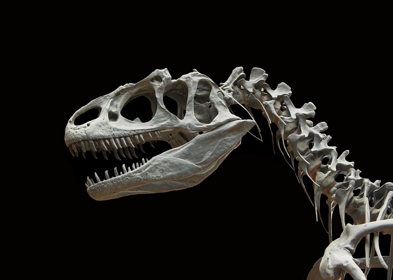 Museo de Ciencias - Esqueleto De Un Dinosaurio.