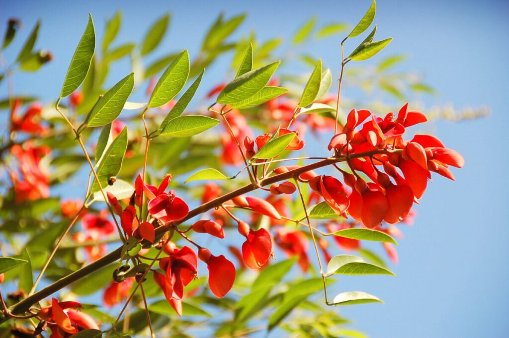 Flor Nacional - Ceibo.