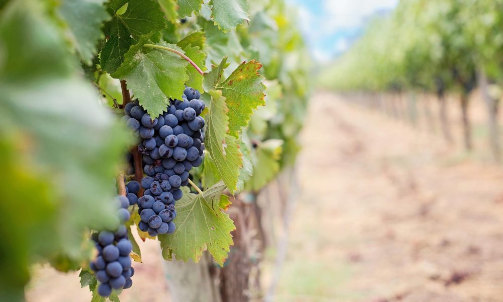 Vino marplatense - Parra Uvas Mar Del Plata.
