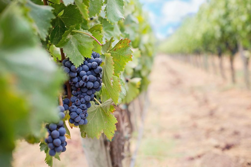 Vino marplatense - Parra Uvas Mar Del Plata.