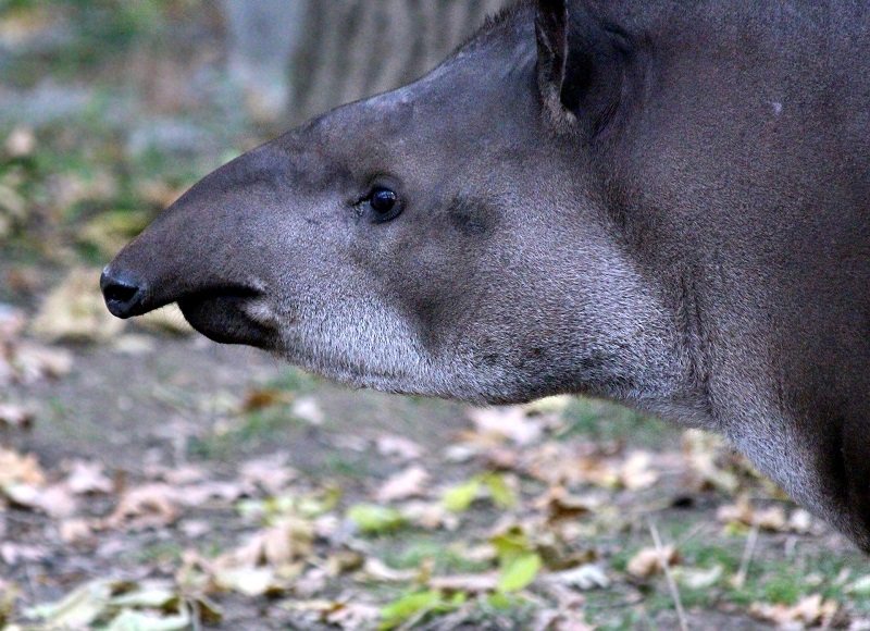 animal - tapir