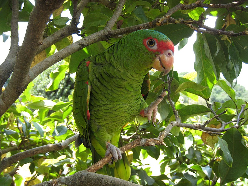 Aves - Loro Charao