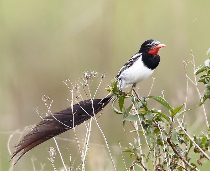 Aves - Yetapa de collar