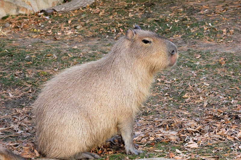 Carpincho - Capibara