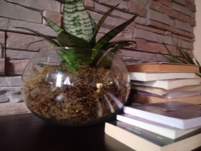 Autor misionero - Libros Posicionados En Pilas Junto A Una Planta De Sansevieria
