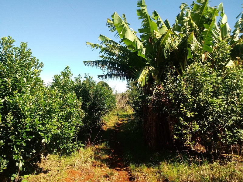 yerba - Y Bananos