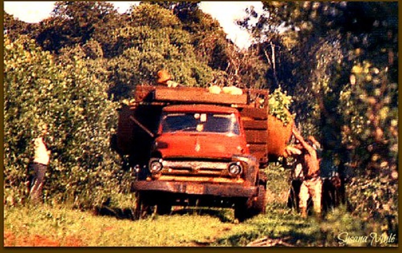 yerba - Yerbales