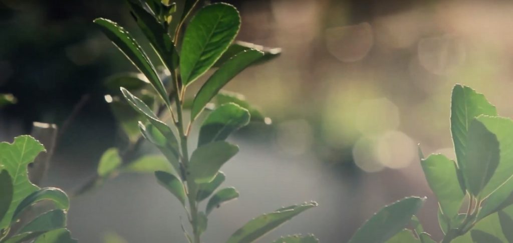 documentales - hojas de yerba