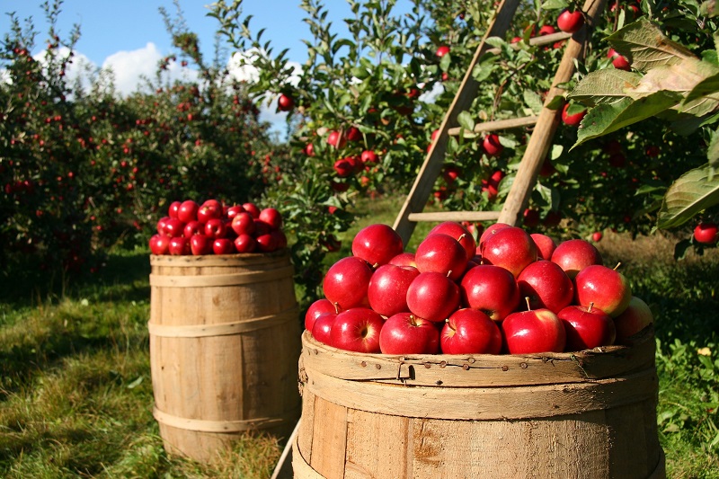 sostenible - Manzana