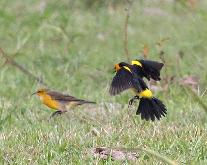 Pajaros Tordos Amarillos