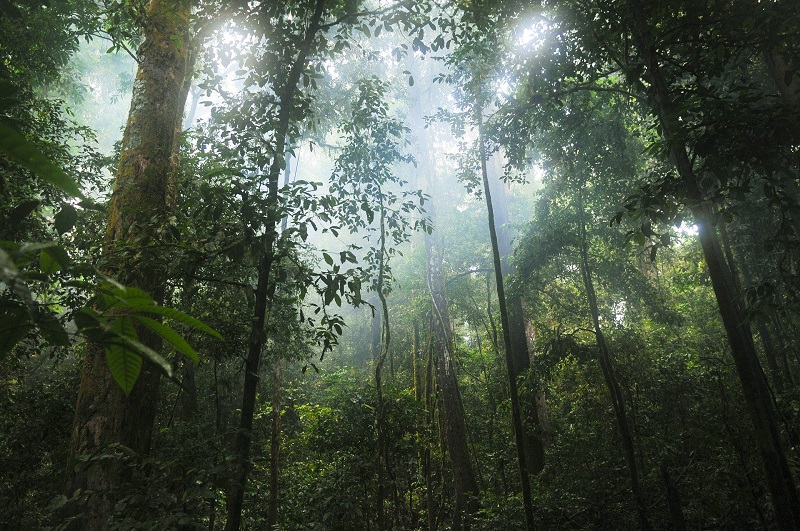 ambiente - Selva