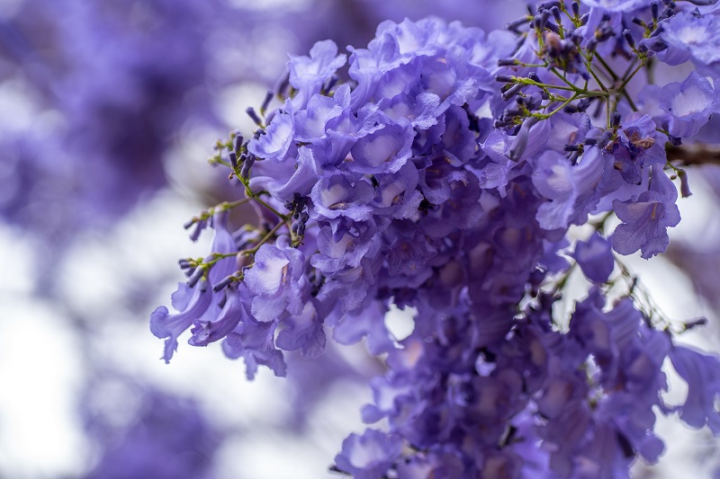 Primavera - Jacaranda