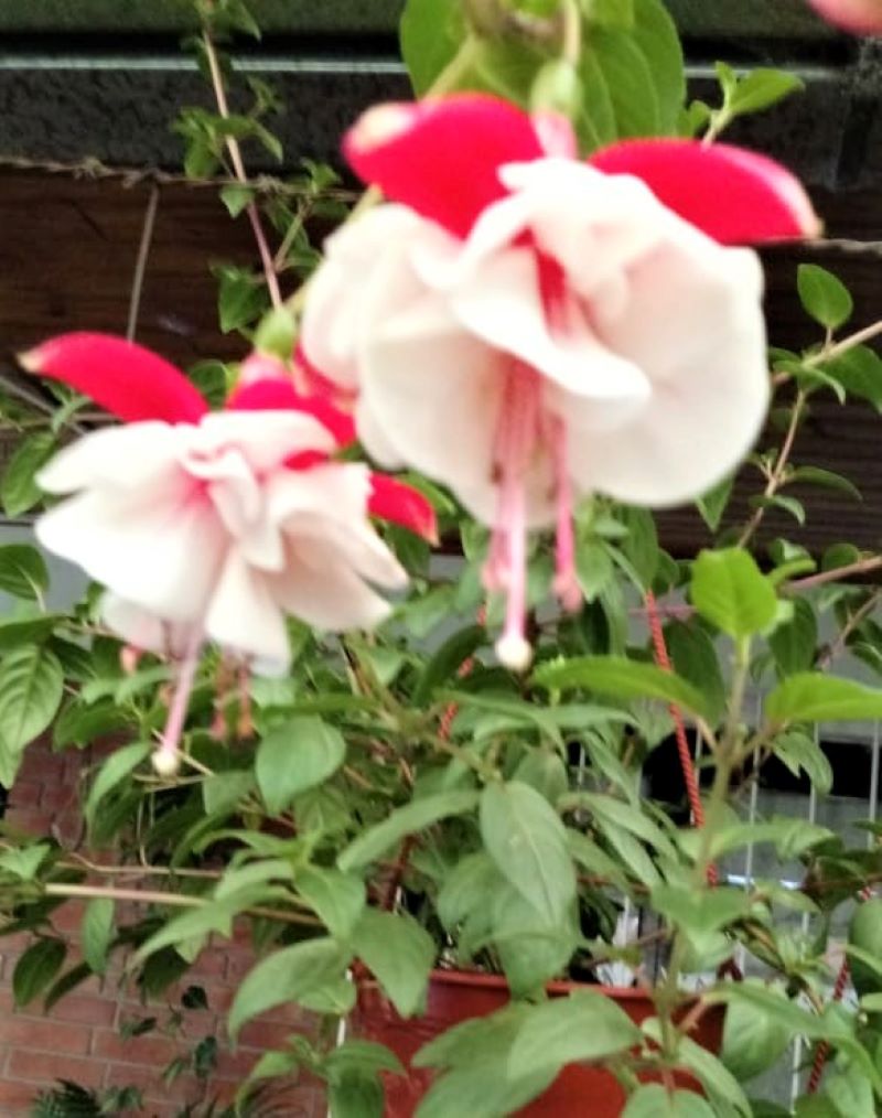 flores navidenas - Aljaba