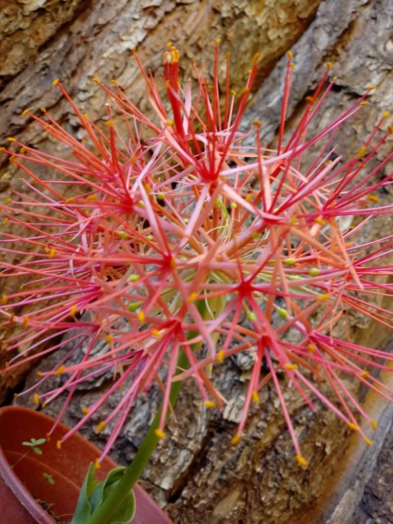 flores navidenas - Bola De Fuego