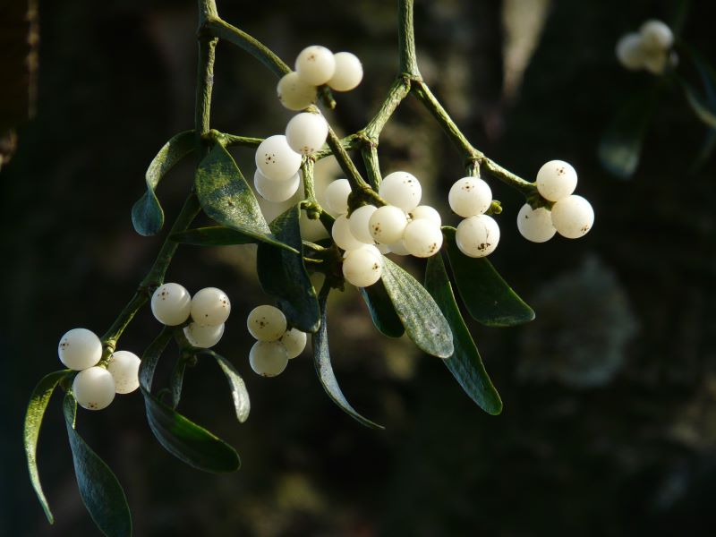 flores navidenas - Muerdago