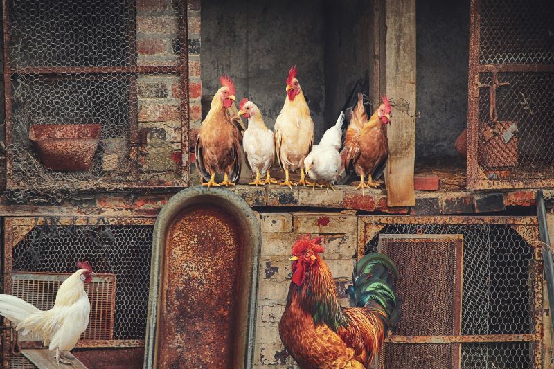 supersticiones - Gallo