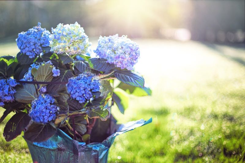 supersticiones - Hortensia