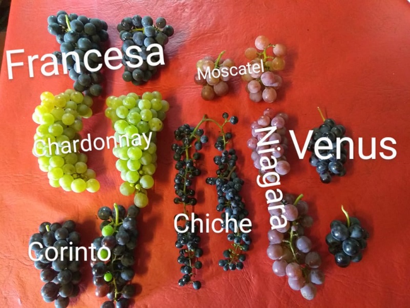 vino - Uvas