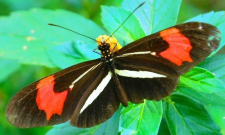 mariposas- farfalla