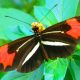 mariposas- farfalla