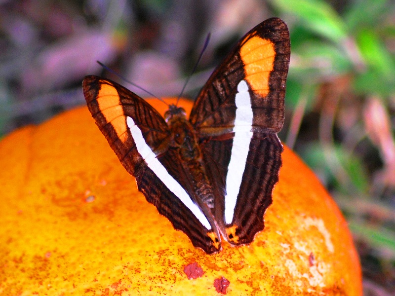 las mariposas en Misiones - Borboleta