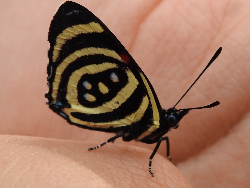 las mariposas en Misiones -Farfalla