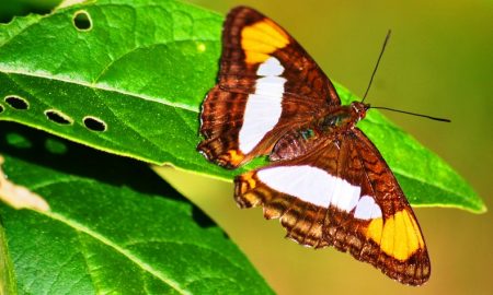 las mariposas en Misiones - Panambi