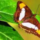 las mariposas en Misiones - Panambi
