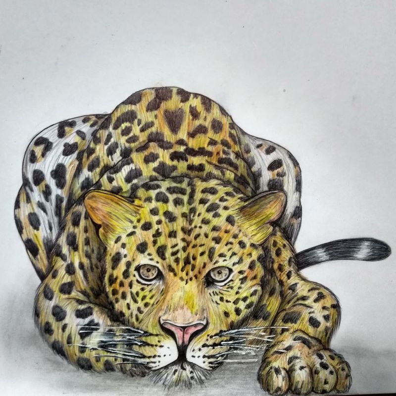 curso de dibujo - Tigre