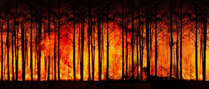 calor - Bosques