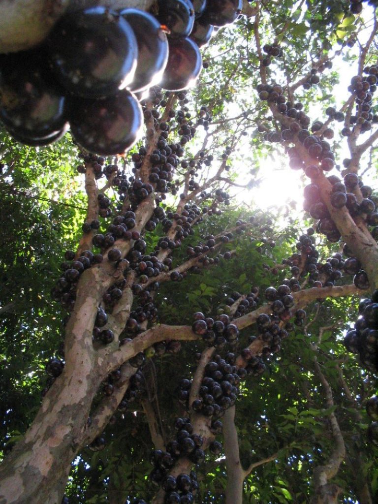 recetas - Planta De Jabuticaba