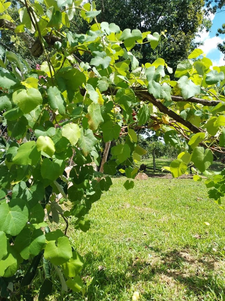 pina - Parral