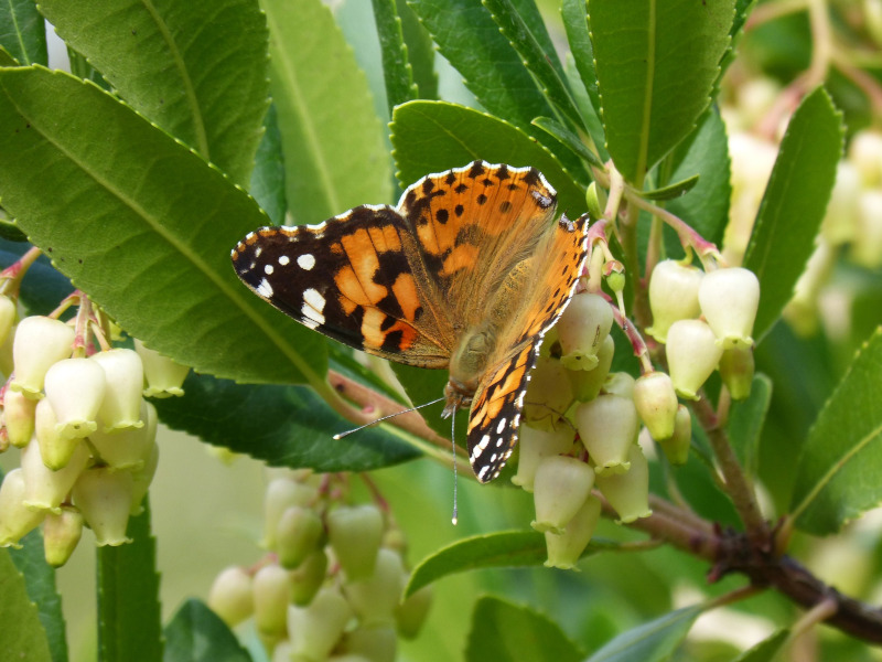 Corbezzolo - Flores Con Mariposa