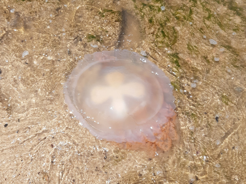 aguavivas - Medusa En El Mar