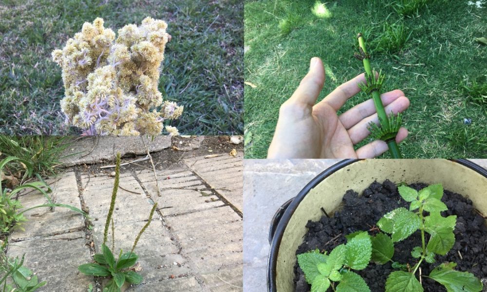 Hierbas y yuyos - Varias Plantas
