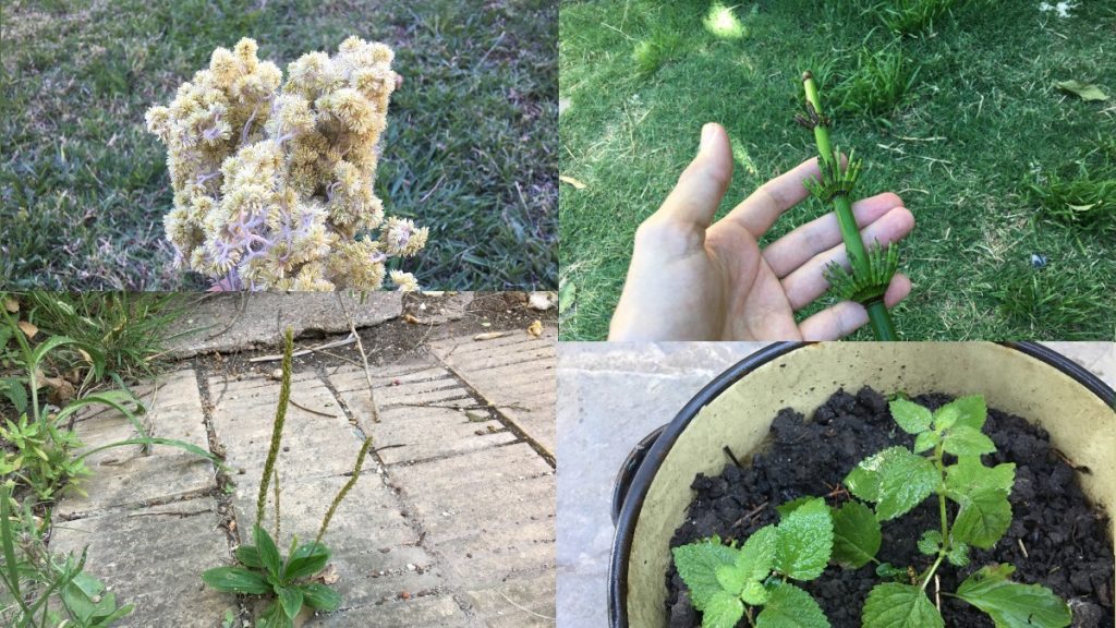 Hierbas y yuyos - Varias Plantas