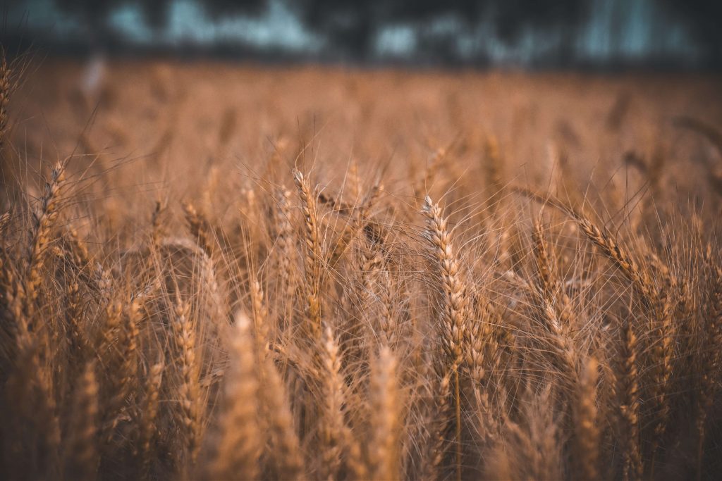 Pane - Grano Di Segale