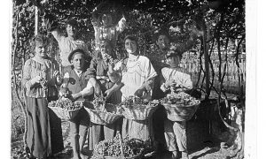 Vendemmia Tanto Tempo Fa
