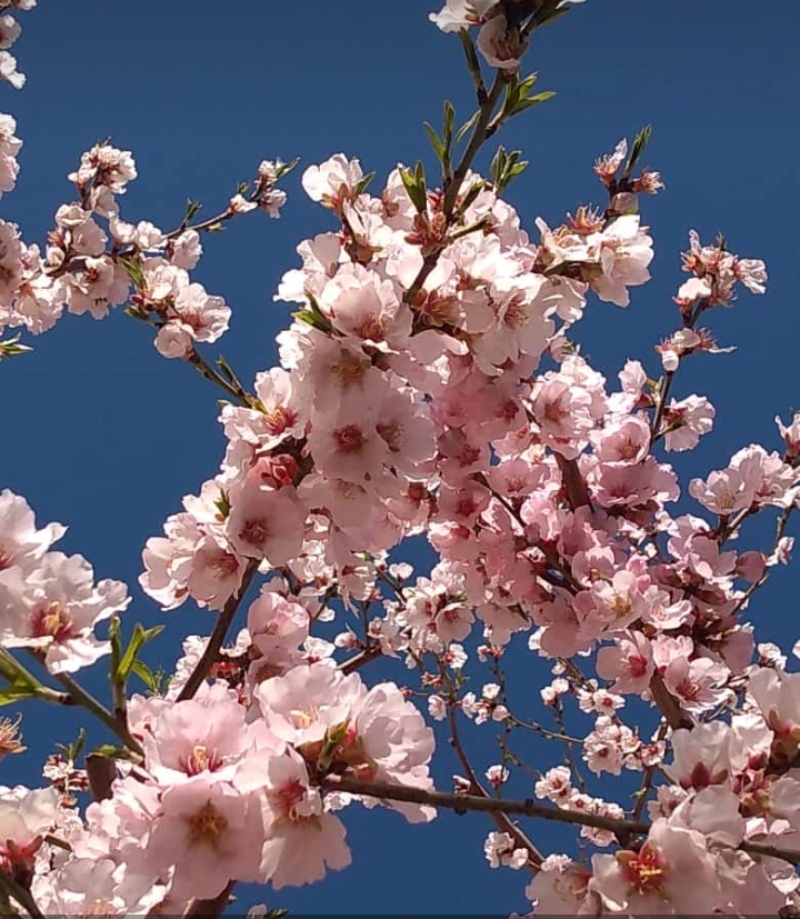 Floracion - Flor de ciruela