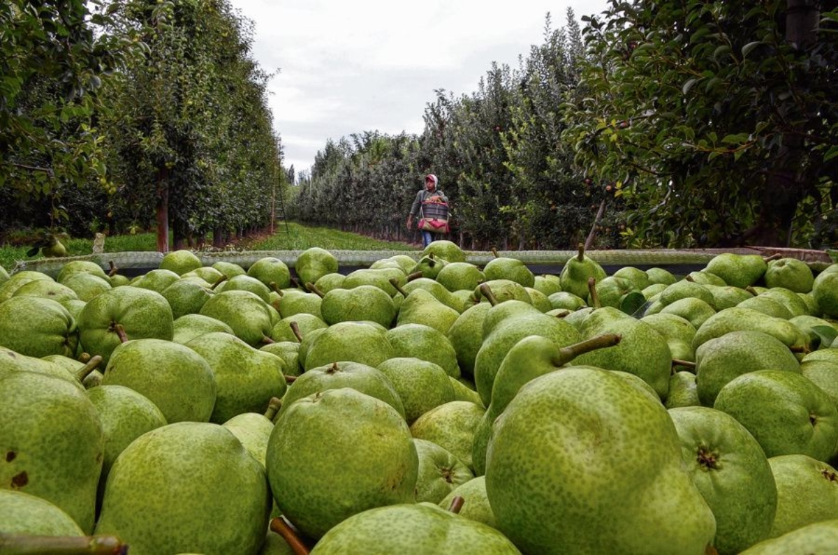 La Pera: la gran fruta estrella de la Argentina - itRíoNegro