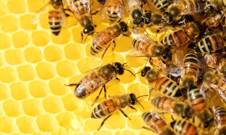 miel - abejas polen